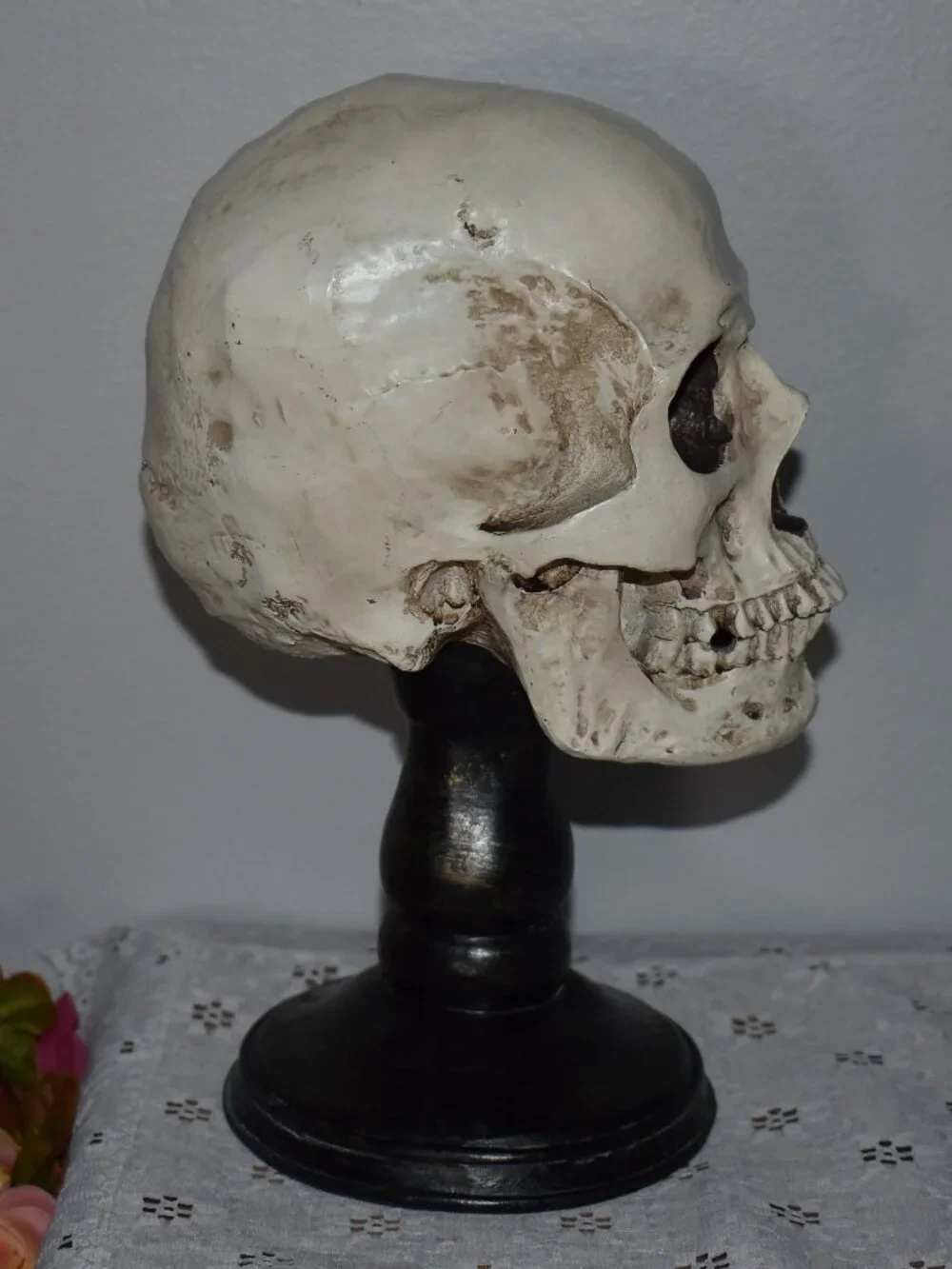 Gothic Horror Realistic Skeleton Skull on Pedestal Spooky Halloween Decor